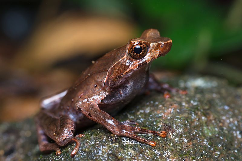 File:Xenophrys longipes.jpg