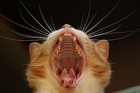 Yawning cat