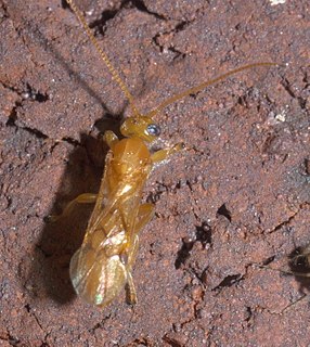 <i>Yelicones</i> Genus of wasps