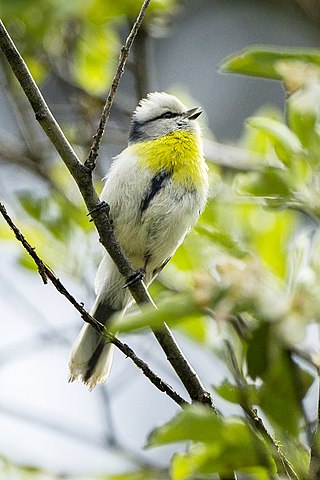 <span class="mw-page-title-main">Yellow-breasted tit</span> Subspecies of bird