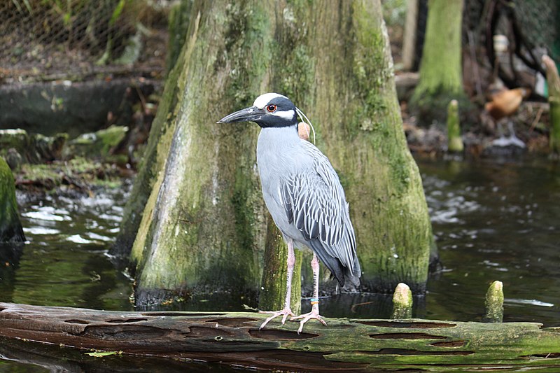 File:Yellow-crowned Night-heron in Tampa, FL.JPG