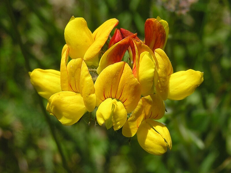 File:Yellow and red flower 01.jpg