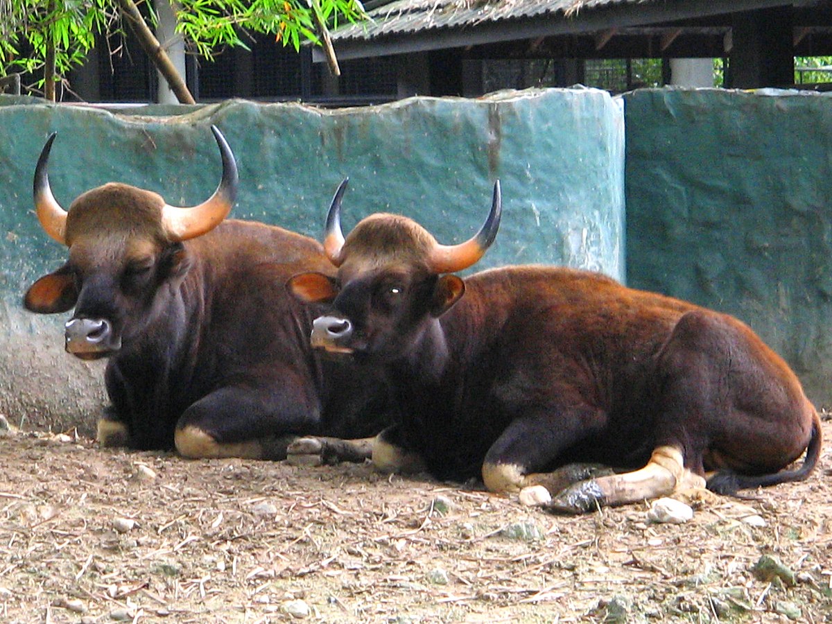 Selembu - Wikipedia Bahasa Melayu, ensiklopedia bebas