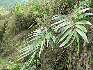 <i>Zamia sandovalii</i> Species of cycad