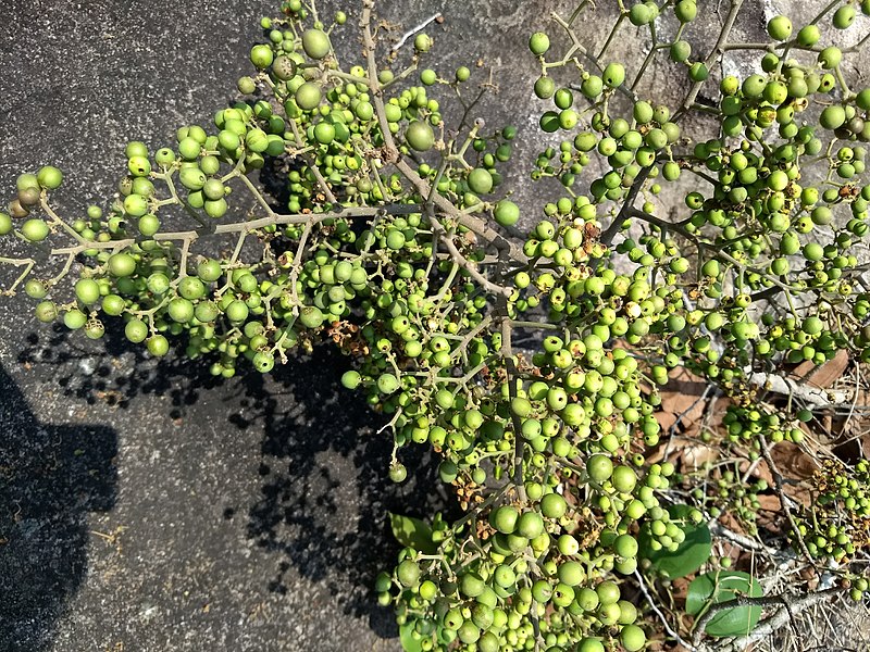 File:Ziziphus rugosa-Wild Jujube, wrinkled jujube, thodali 3.jpg