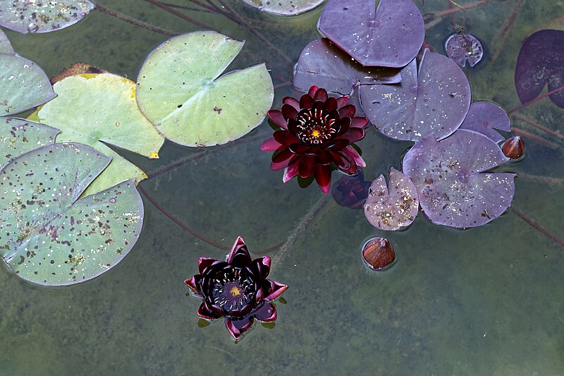 File:'Nymphaea' Black Princess Water Lily Hatfield House Herts England.jpg