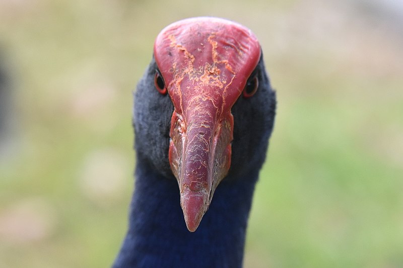 File:(1)Swamphen portrait.jpg