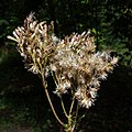 Konopáč obyčajný; zrelé semená (august)