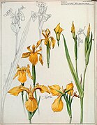 Etude d'iris d'eau, par Henri Bergé, 1904, Musée de l'Ecole de Nancy