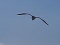 * Nomination Flying seagull silhouette. --C messier 06:50, 8 October 2015 (UTC) * Decline facing wrong way for me. Charlesjsharp 11:25, 8 October 2015 (UTC)