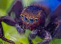 * Nomination Horse Spider. By User:Грибков михаил --IamMM 10:37, 20 June 2021 (UTC) * Decline There are quite many artifacts from the focus stacking… --Nefronus 03:34, 21 June 2021 (UTC)  Oppose Per above. --Nefronus 04:54, 25 June 2021 (UTC)