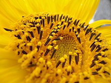 نمایی نزدیک از گل آفتابگردان در حال رشد (عکاس:قائمی پور)