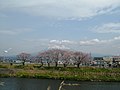 富士山と桜 - panoramio.jpg