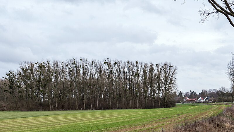 File:-51 Naturschutzgebiete und Nationalpark Eifel NRW Prinzwingert.jpg