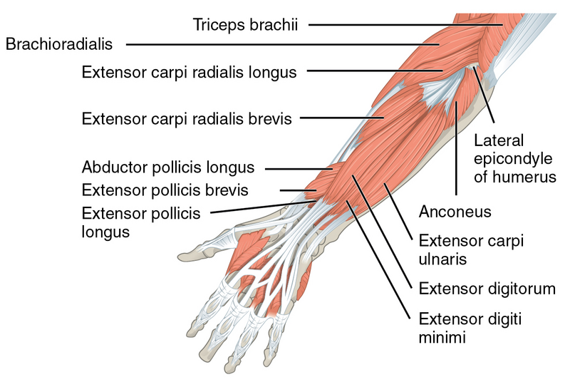 forearm extensor muscles