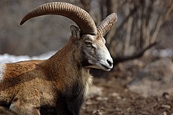 12 Armenian Mouflon.jpg