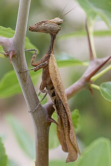 Male Acanthops, possibly A. fuscifolia, with grasping arms cupped in a more stipule-like camouflage posture 1500leafmantis DSC4582 DxO.jpg