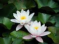 2-fleurs-lotus.jpg