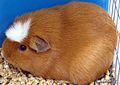 Cavia Porcellus: Dénominations, Description, Physiologie