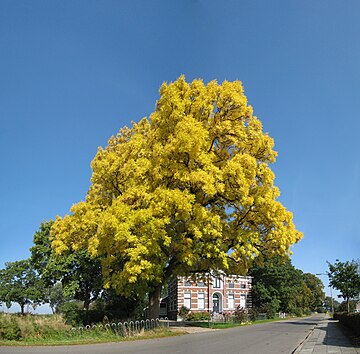 Ganzedijk