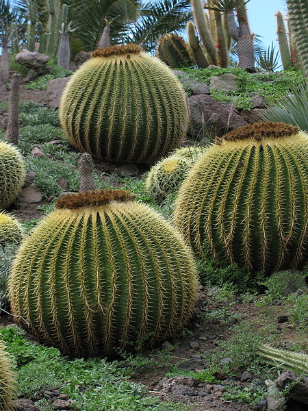 File:2010 Cactualdea, La Aldea de San Nicolas, Gran Canaria, Spain (4).jpg