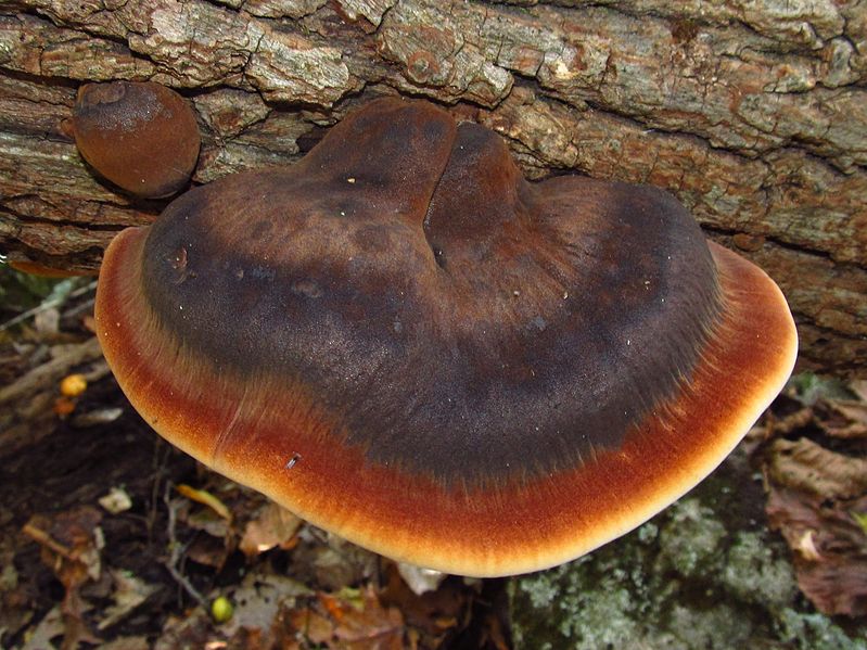 File:2011-10-10 Ischnoderma resinosum (Fr.) Karst 178568.jpg