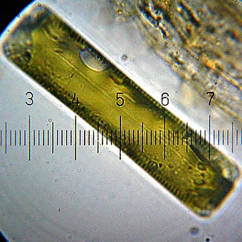 A diatom, enclosed in a silica cell wall
