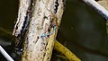 Raubspinne - Dolomedes plantarius, Männchen, frisst Blaue Federlibelle