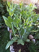 Lepidium latifolium[англ.]