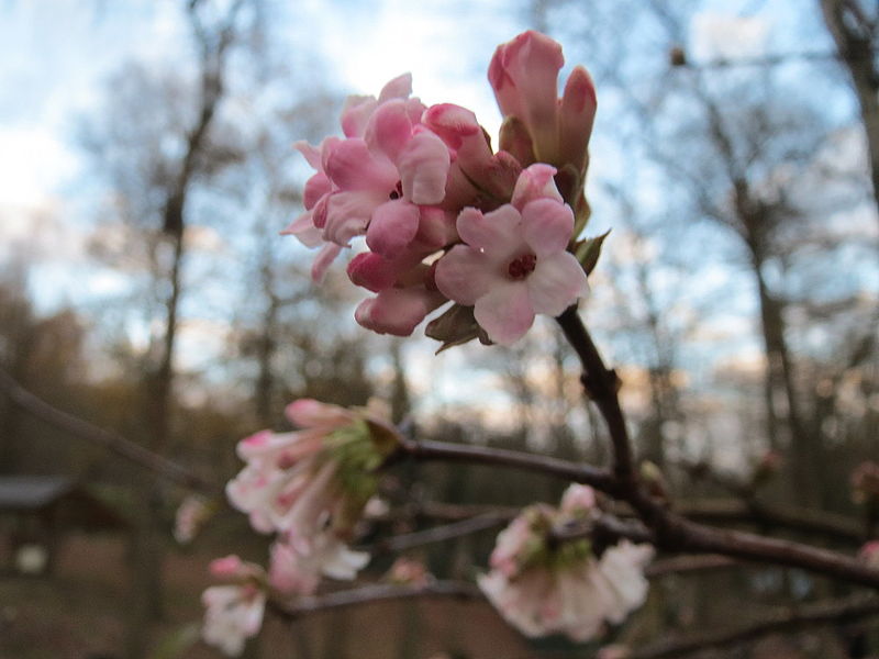 File:20151118Viburnum x bodnantense1.jpg