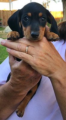 minature daschund puppy