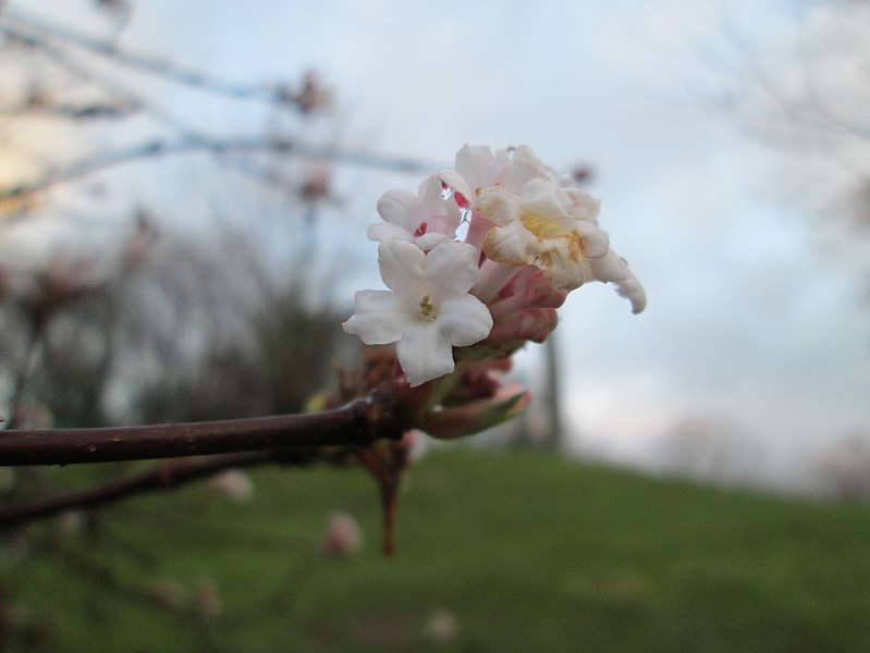 File:20171216Viburnum x bodnantense3.jpg