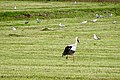 ooievaar tussen Aldtsjerk en Bartlehiem