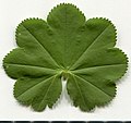 * Nomination Alchemilla vulgaris. Leaf adaxial side. --Knopik-som 08:55, 24 May 2021 (UTC) * Promotion  Support Good quality. --Lmbuga 12:56, 24 May 2021 (UTC)