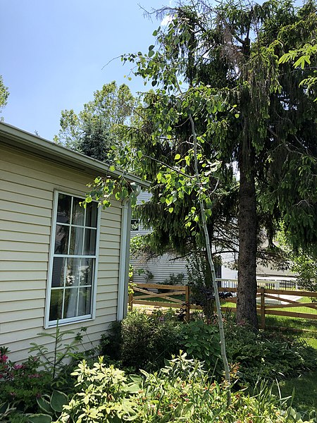 File:2022-05-21 14 36 43 A Quaking Aspen sapling along Tranquility Court in the Franklin Farm section of Oak Hill, Fairfax County, Virginia.jpg