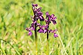 * Nomination A Green-winged orchid in the Garchinger Heide --FlocciNivis 11:53, 9 November 2022 (UTC) * Decline  Oppose Sorry: blurred, too low sharpness for QI (insufficient DoF). --F. Riedelio 09:27, 11 November 2022 (UTC)