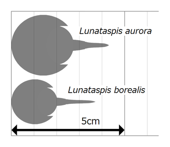 ルナタスピスのサイズ推定図