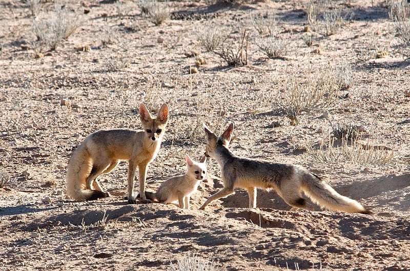 File:2 Cape fox and cub.jpg