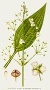 484 Alisma plantago-aquatica.jpg