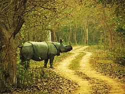 Az indiai orrszarvú a Kaziranga Nemzeti Park egyik legjellegzetesebb állata.