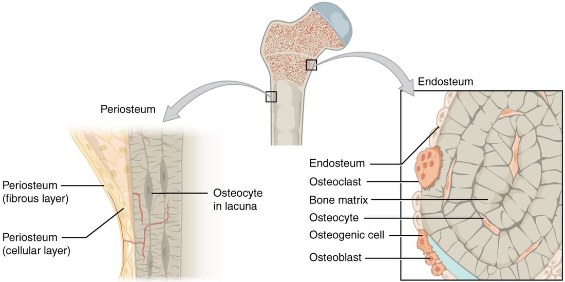 Periosteum