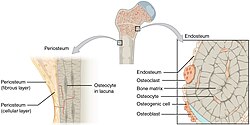 607 periostio e endosteum.jpg