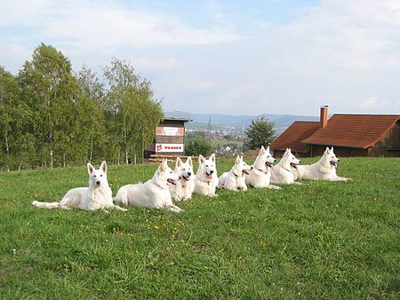 Anjing_gembala_Switzerland_putih