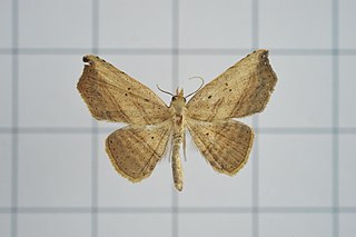 <i>Corgatha atrifalcis</i> Species of moth