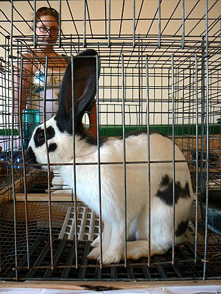 <span class="mw-page-title-main">American Rabbit Breeders Association</span> National animal club