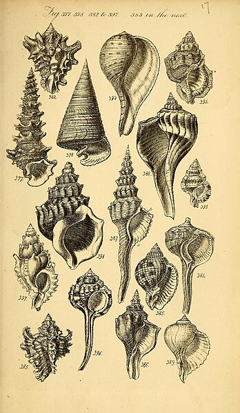 File:A conchological manual. Second Edition (Plate 17) (8592812776).jpg