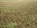 2011-04-18T05:53:51Z : user:Ranjithsiji : File:A paddy field after crop.JPG