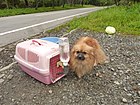 Pítko na kleci pro psa (Japonsko)
