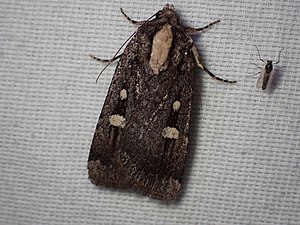 Abagrotis glenni adult.jpg