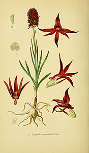 Tafel 39 Nigritella angustifolia Gymnadenia nigra